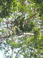 Pithecellobium lanceolatum