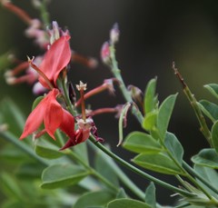 Indigofera fulcrata