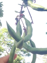 Pithecellobium lanceolatum