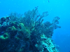 Iciligorgia schrammi