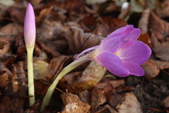 Colchicum speciosum