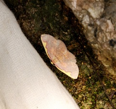 Nothomiza flavicosta