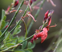 Indigofera fulcrata