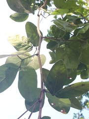 Pithecellobium lanceolatum