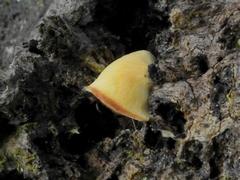 Fungi