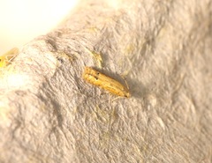 Parametriotinae