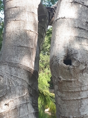 Pithecellobium lanceolatum