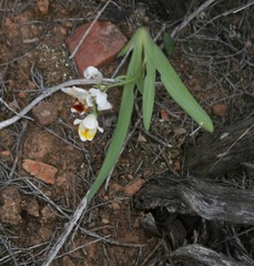 Freesia caryophyllacea