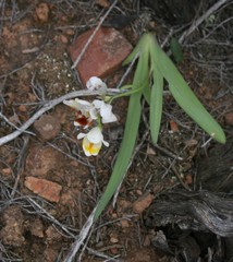 Freesia caryophyllacea
