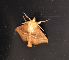 Quasithosea obliquistriga