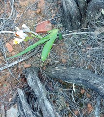 Freesia caryophyllacea