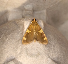 Rehimena phrynealis