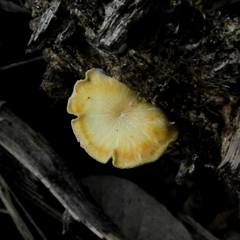 Fungi