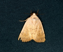 Athetis ochracea