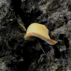 Fungi