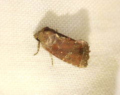 Elusa antennata