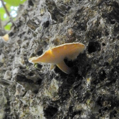 Fungi