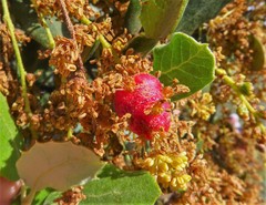 Plagiotrochus quercusilicis