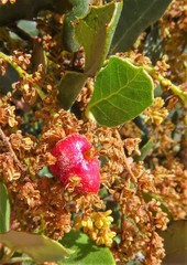 Plagiotrochus quercusilicis