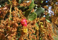 Plagiotrochus quercusilicis