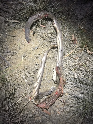 Eastern Brown Snake sighting