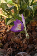 Colchicum speciosum