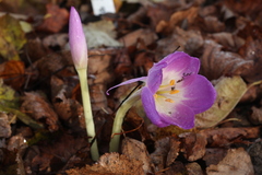 Colchicum speciosum
