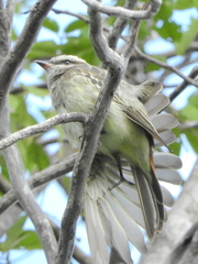 Empidonomus varius
