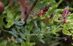 Indigofera fulcrata
