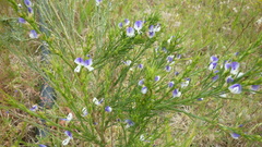 Psoralea filifolia