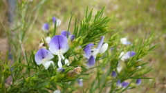Psoralea filifolia