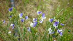 Psoralea filifolia