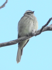 Empidonomus varius