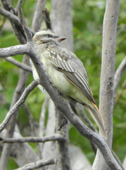 Empidonomus varius