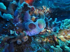 Callyspongia plicifera