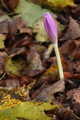 Colchicum speciosum