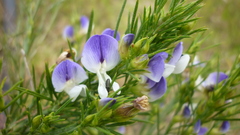 Psoralea filifolia