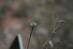 Drosanthemum lavisii