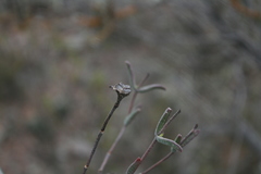 Drosanthemum lavisii