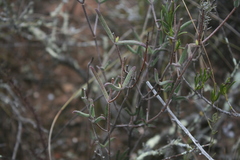 Drosanthemum lavisii