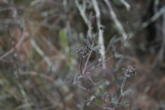 Drosanthemum lavisii