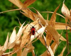 Purpuricenus kaehleri