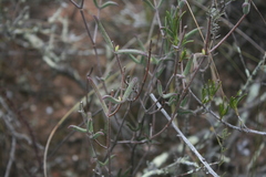 Drosanthemum lavisii