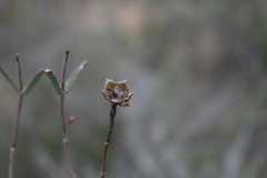 Drosanthemum lavisii