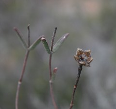 Drosanthemum lavisii