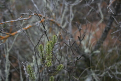 Drosanthemum lavisii