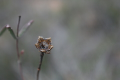 Drosanthemum lavisii