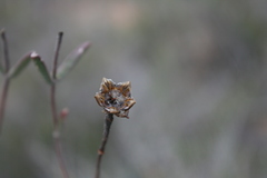 Drosanthemum lavisii