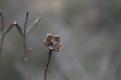 Drosanthemum lavisii