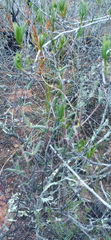 Drosanthemum lavisii